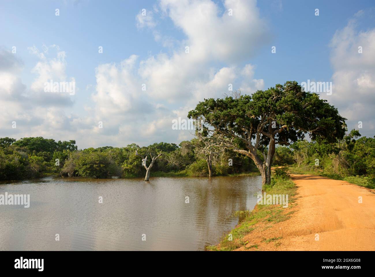 Un panorama de la faune depuis le parc national de Yala, Sri Lanka. Banque D'Images