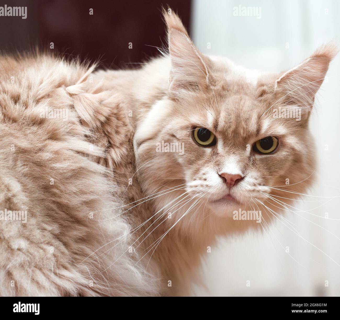 Un gros chat crème agressive maine coon regardant dans l'appareil photo Banque D'Images Un gros chat crème agressive maine coon regardant dans l'appareil photo Banque D'Images