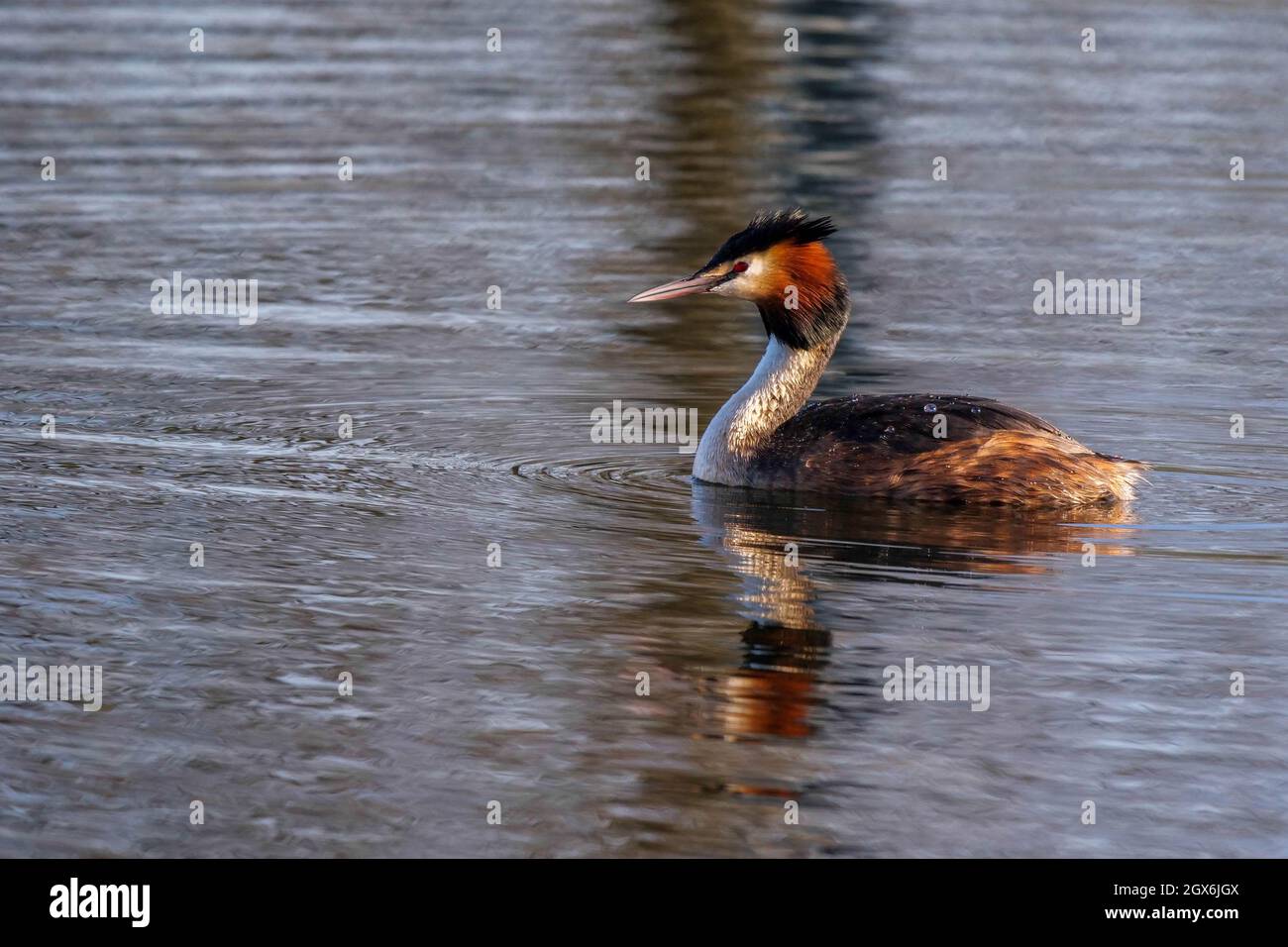 Grand Grebe à crête podiceps statut sur l'eau Banque D'Images