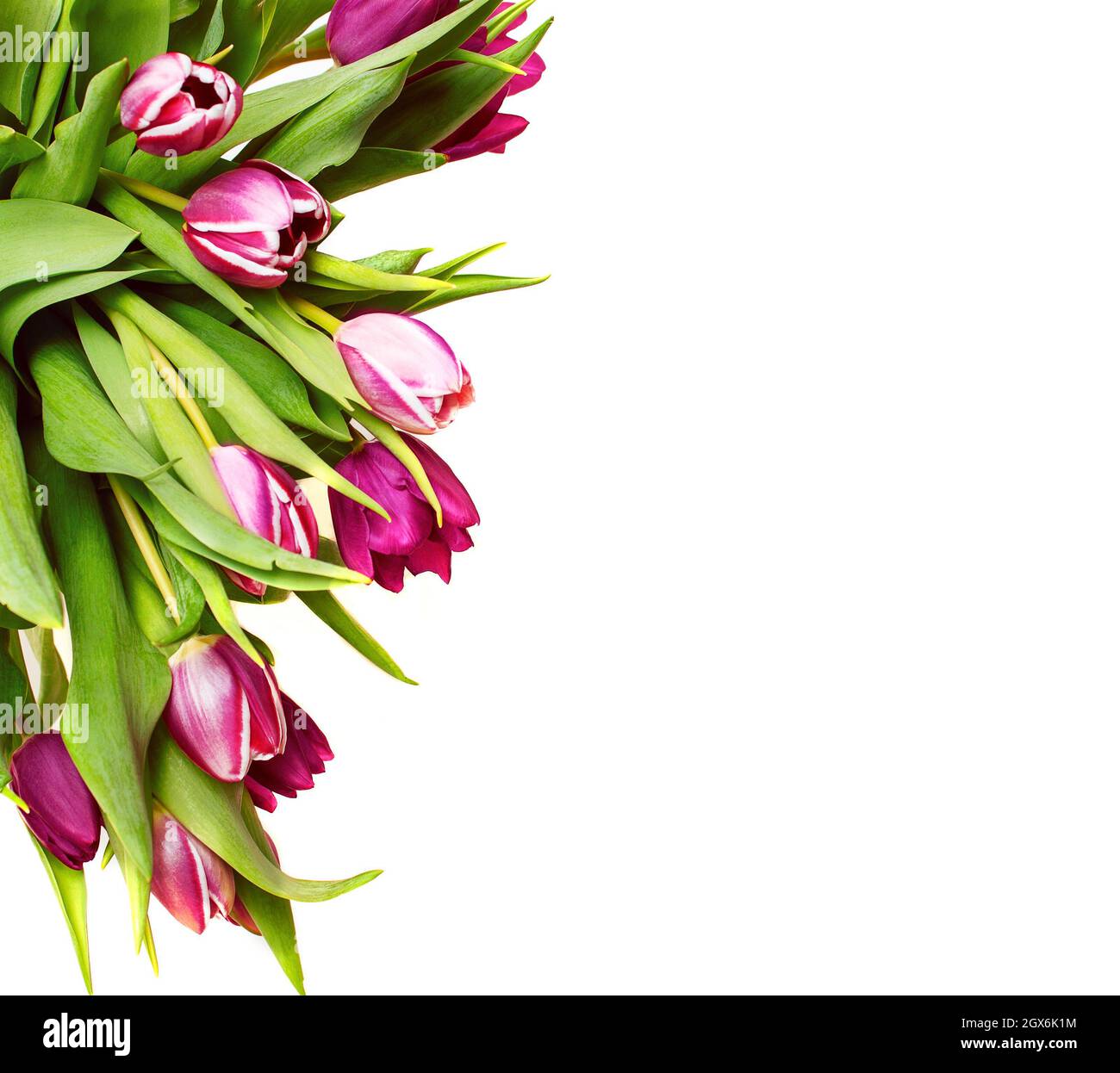 Tulipes violettes isolées sur fond blanc, bordure de cadre de fleurs Banque D'Images Tulipes violettes isolées sur fond blanc, bordure de cadre de fleurs Banque D'Images