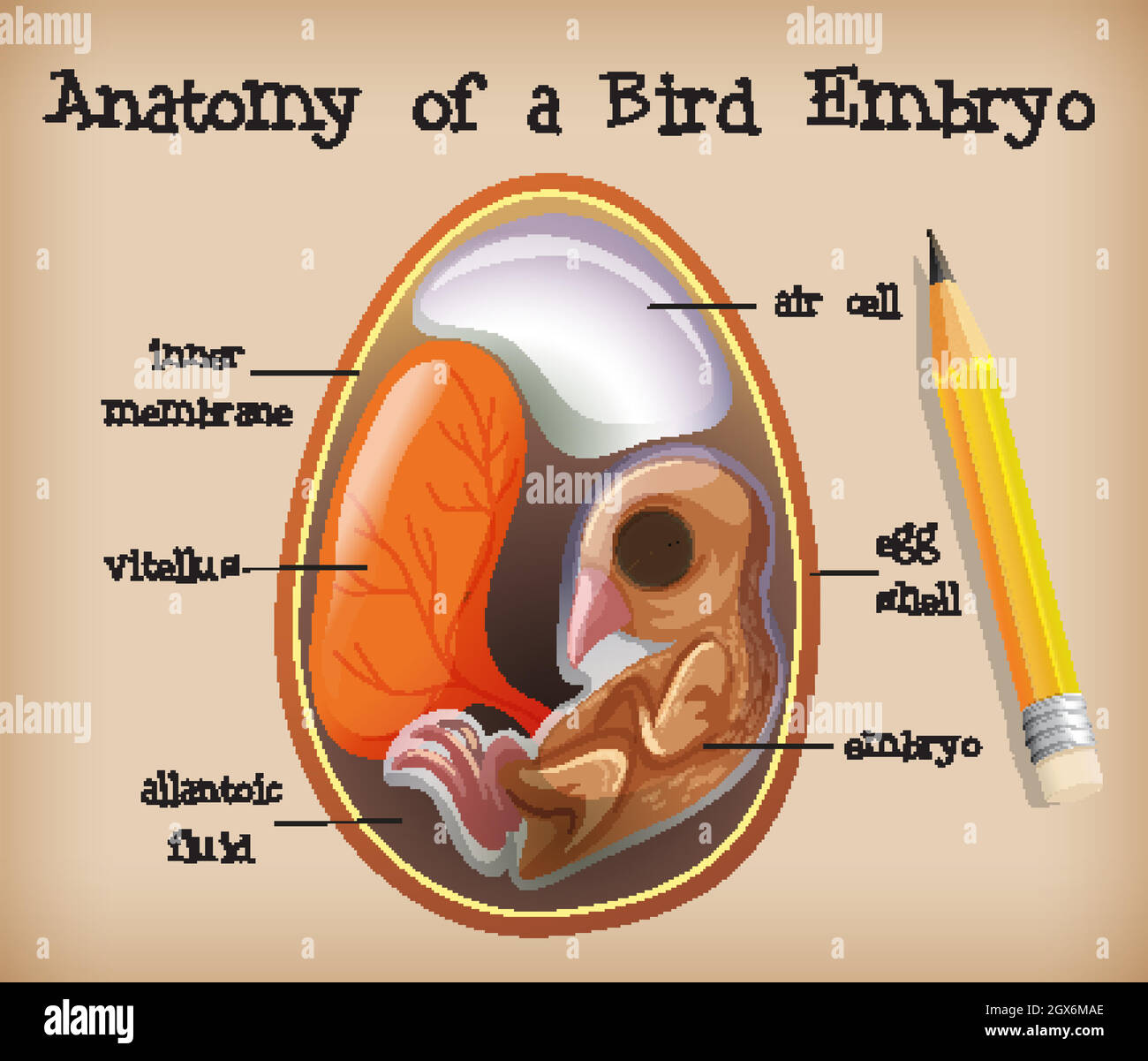 Anatomie d'un embryon d'oiseau Illustration de Vecteur
