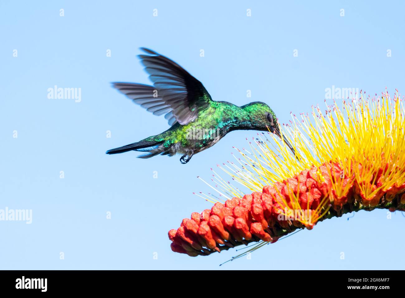 Un colibris bleu-chiné de saphir se nourrissant d'une fleur tropicale de Combretum (Pinceau de singe) isolée dans le ciel bleu Banque D'Images