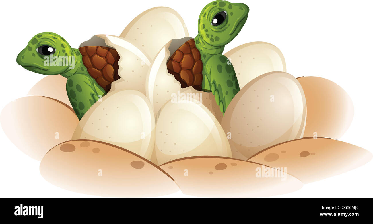 La tortue éclore l'œuf Illustration de Vecteur