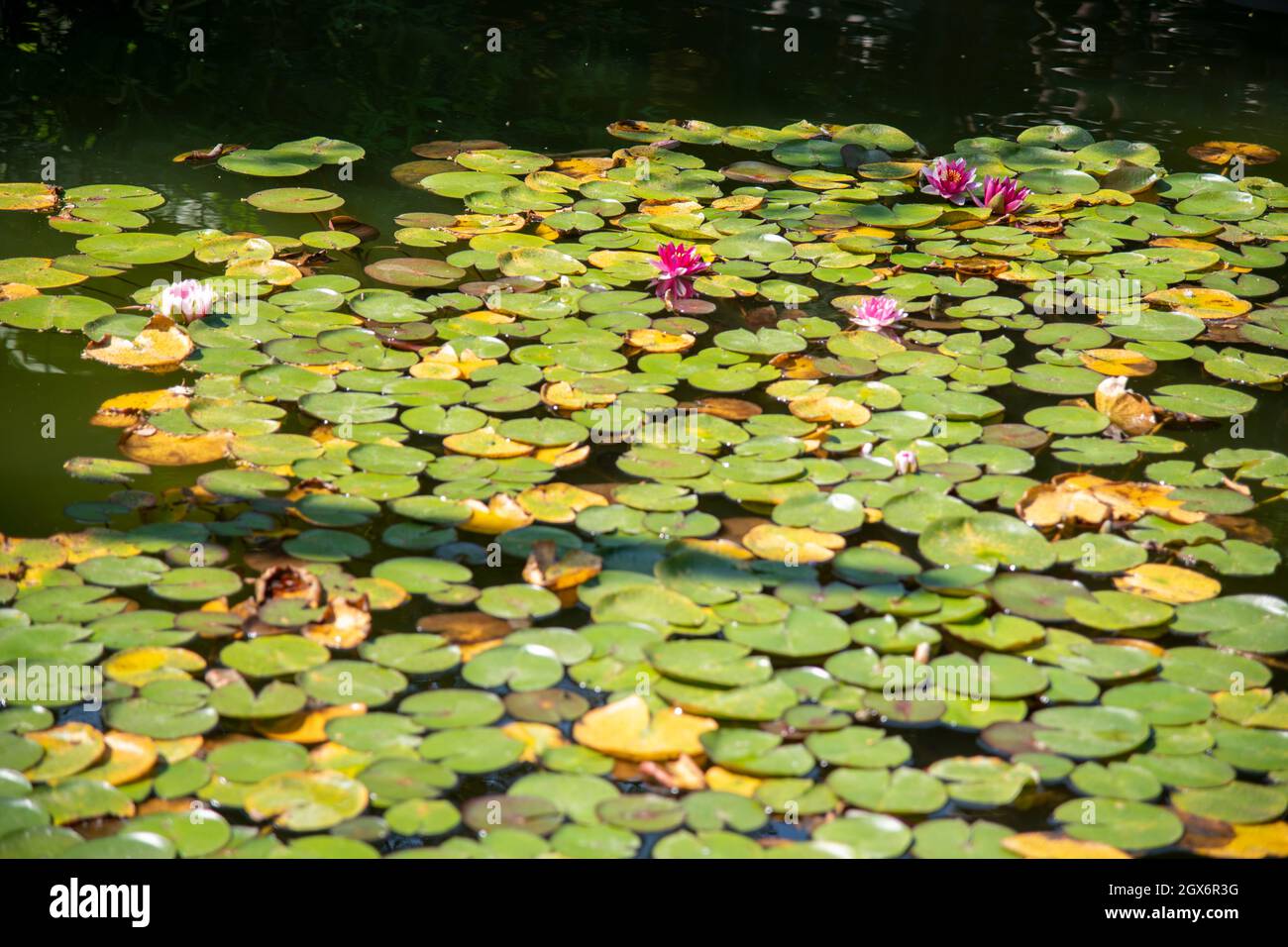 Tapis verts de nénuphars sur la rivière avec des poissons koi Banque D'Images