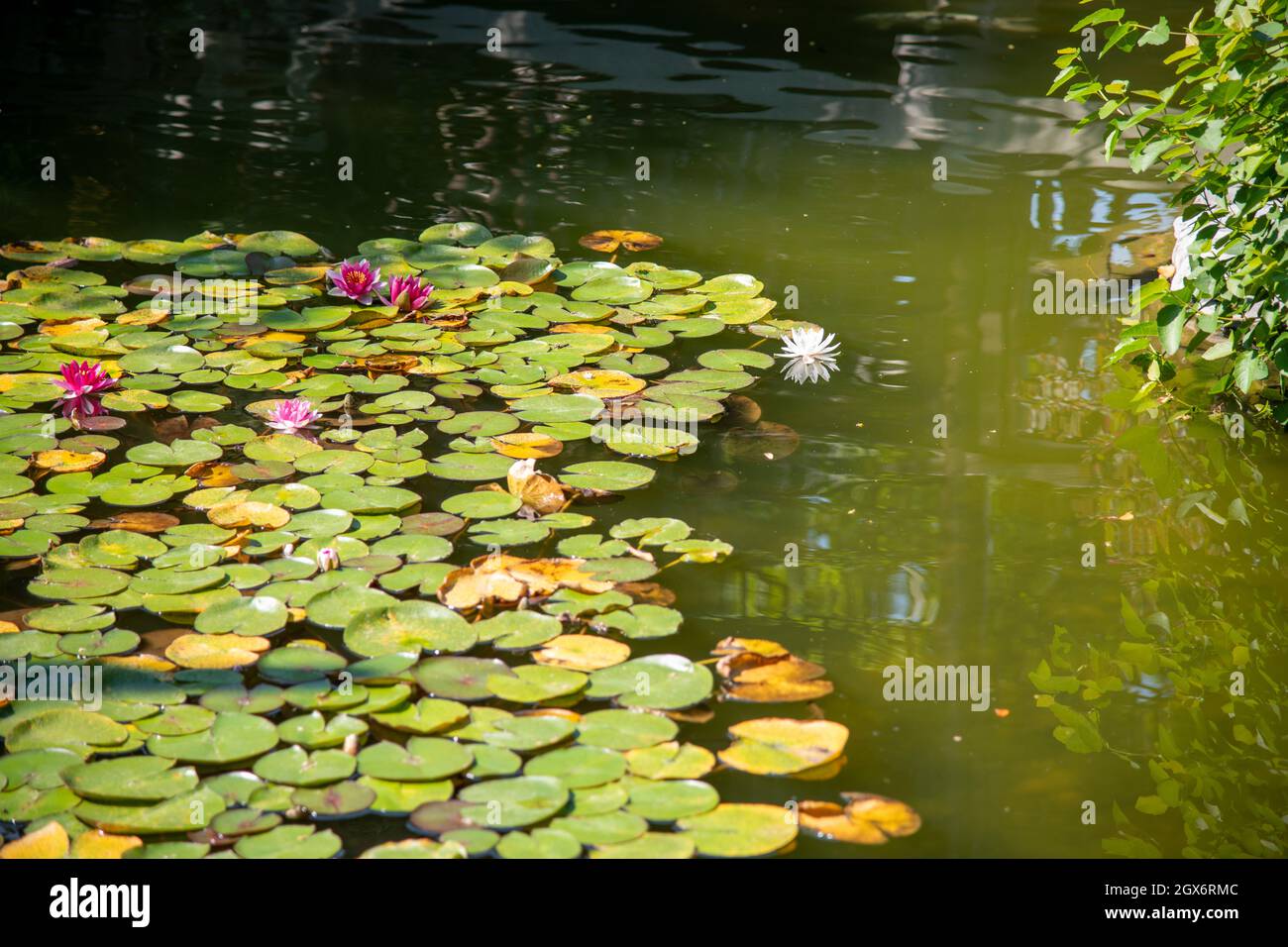 Tapis verts de nénuphars sur la rivière avec des poissons koi Banque D'Images
