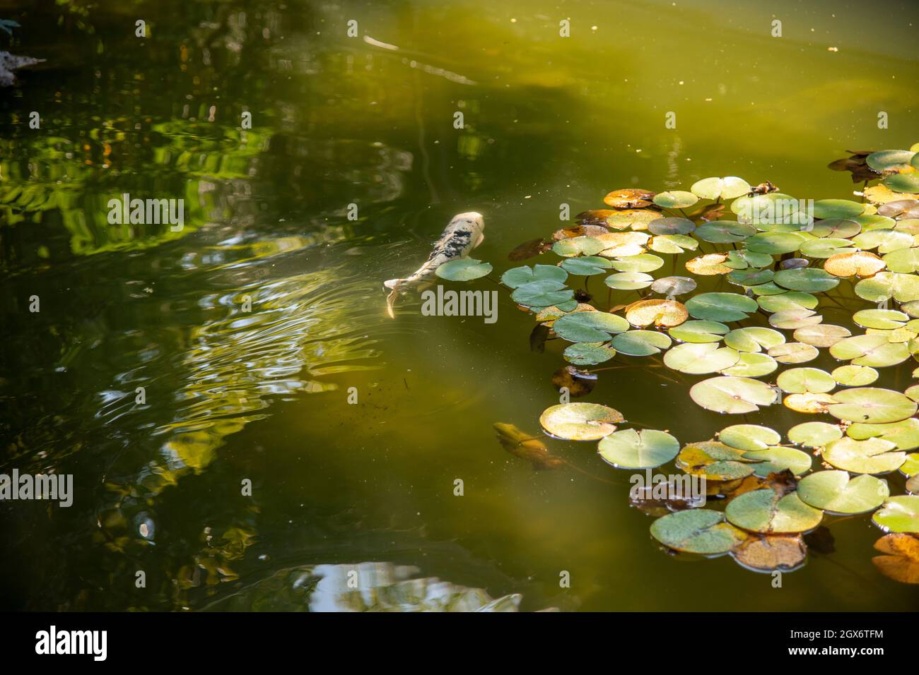 Tapis verts de nénuphars sur la rivière avec des poissons koi Banque D'Images