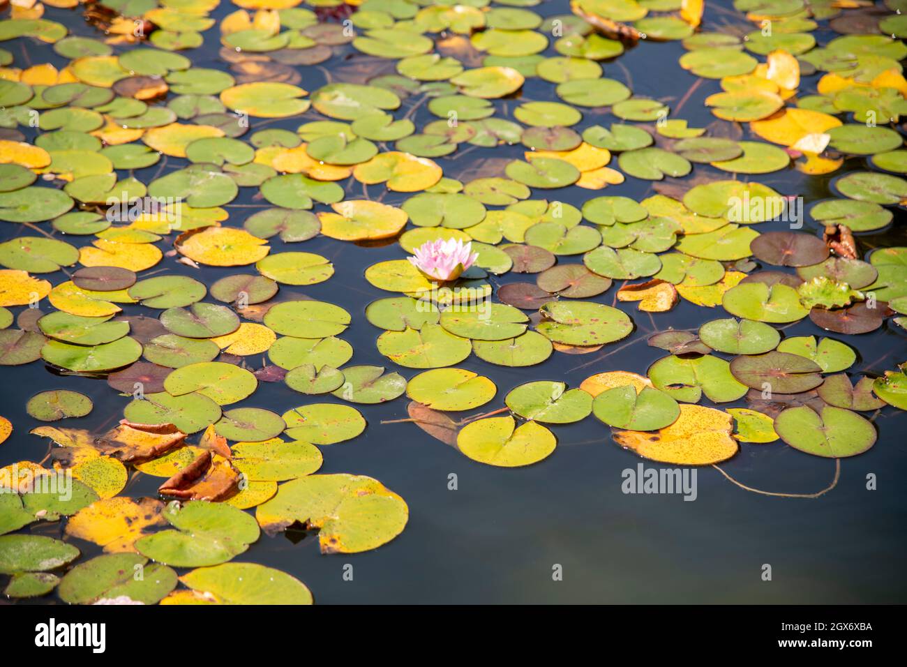 Tapis verts de nénuphars sur la rivière avec des poissons koi Banque D'Images