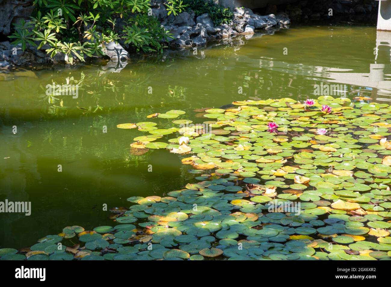Tapis verts de nénuphars sur la rivière avec des poissons koi Banque D'Images