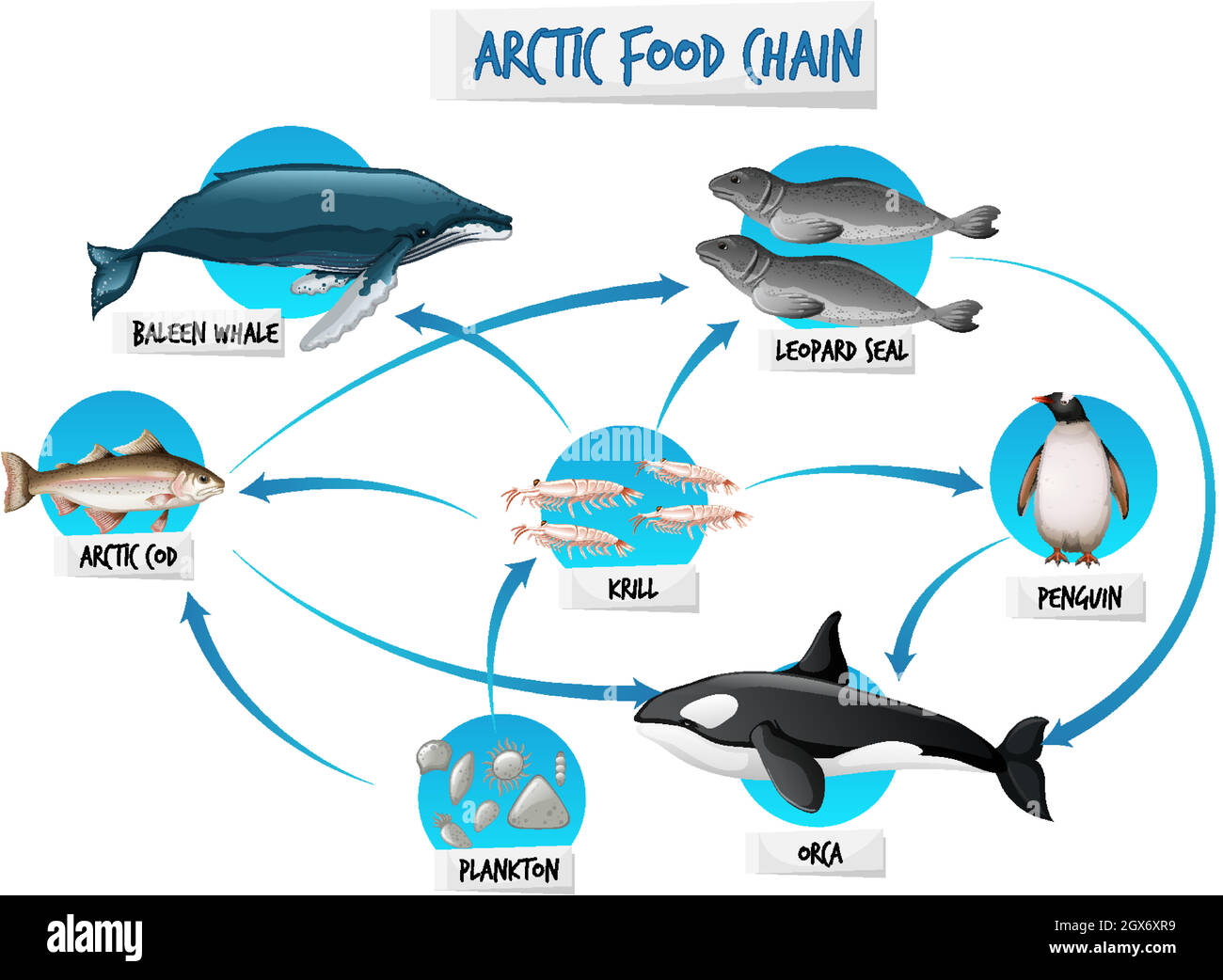 Concept de diagramme de la chaîne alimentaire arctique Illustration de Vecteur
