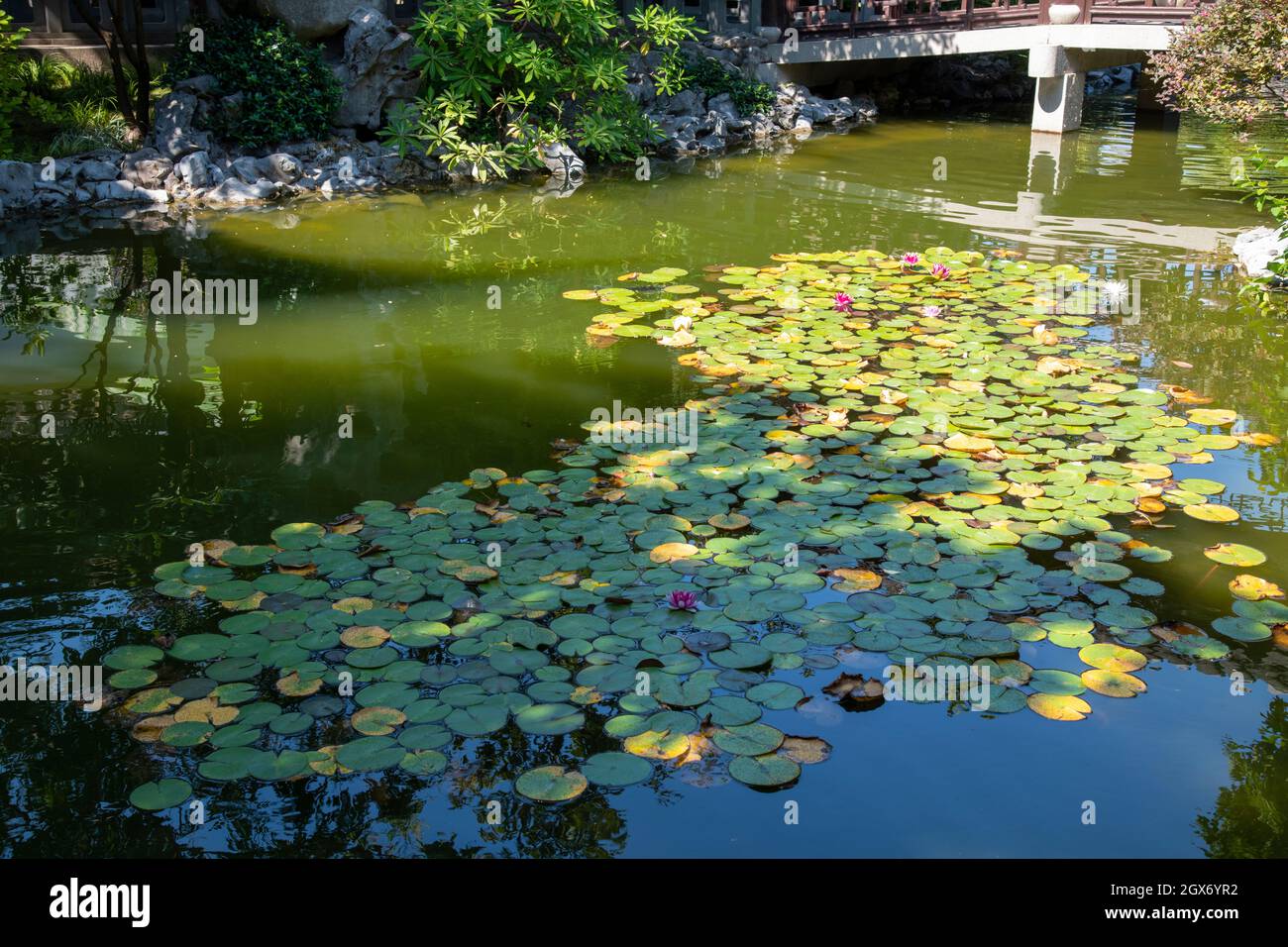 Tapis verts de nénuphars sur la rivière avec des poissons koi Banque D'Images