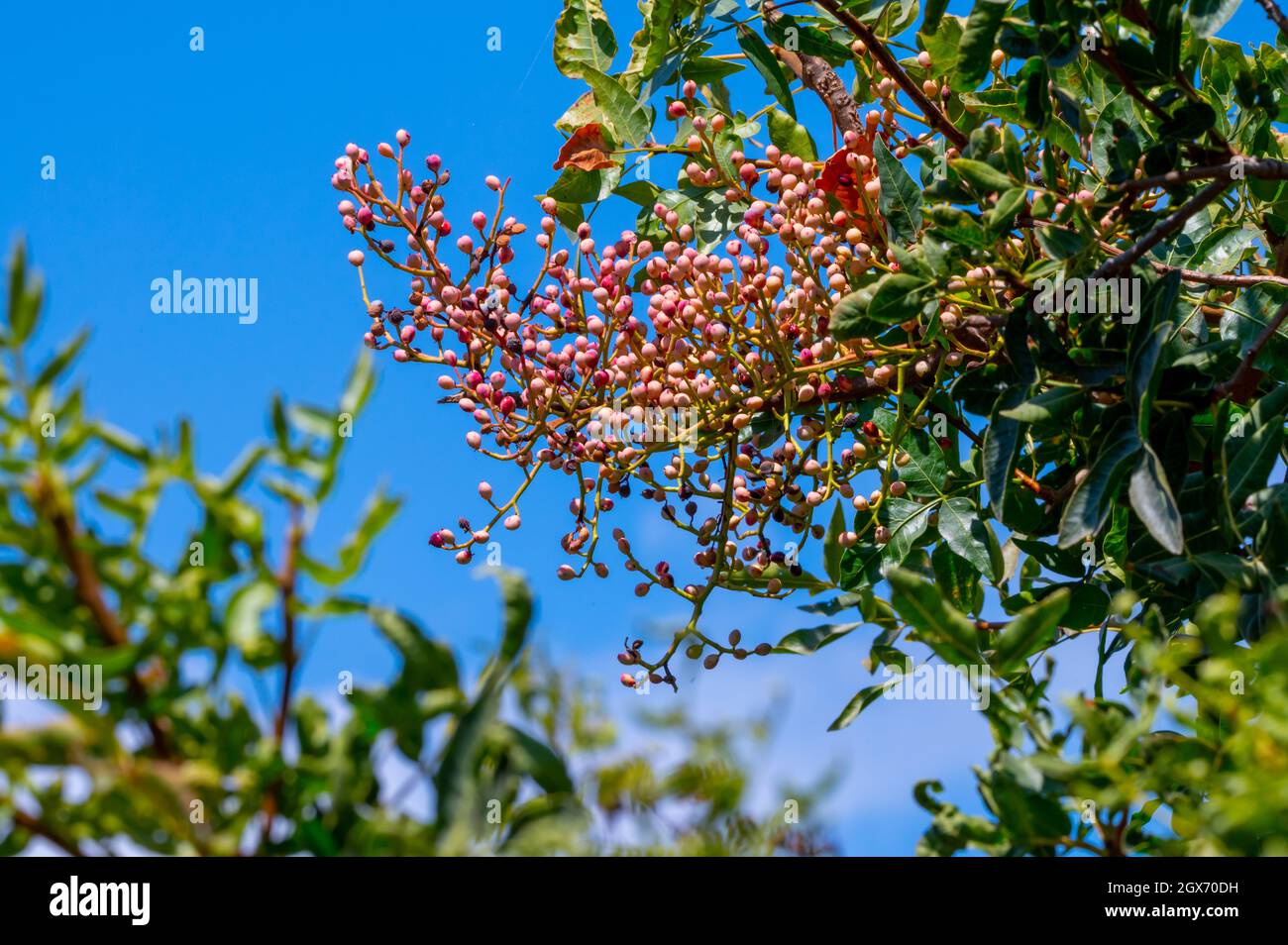 Jeunes pistaches non mûres poussant sur les plantations de pistaches à Chypre Banque D'Images