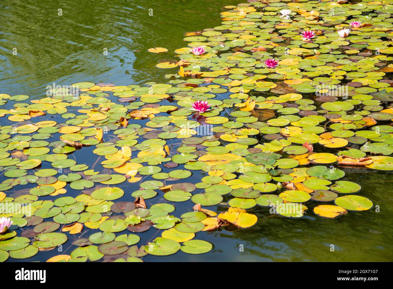 Tapis verts de nénuphars sur la rivière avec des poissons koi Banque D'Images
