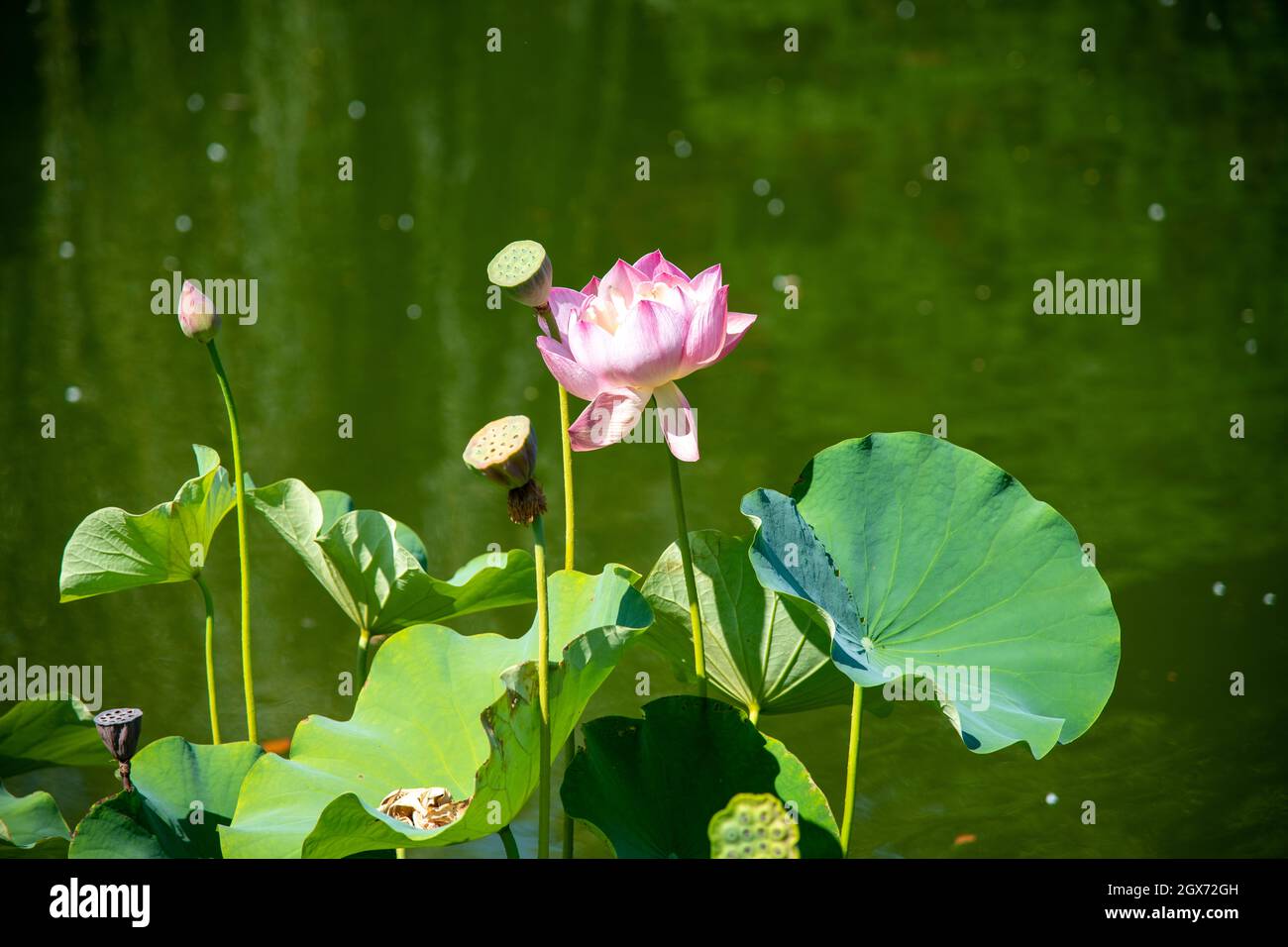 Fleur de Lotus sur la rivière avec des coussinets de lys verts Banque D'Images