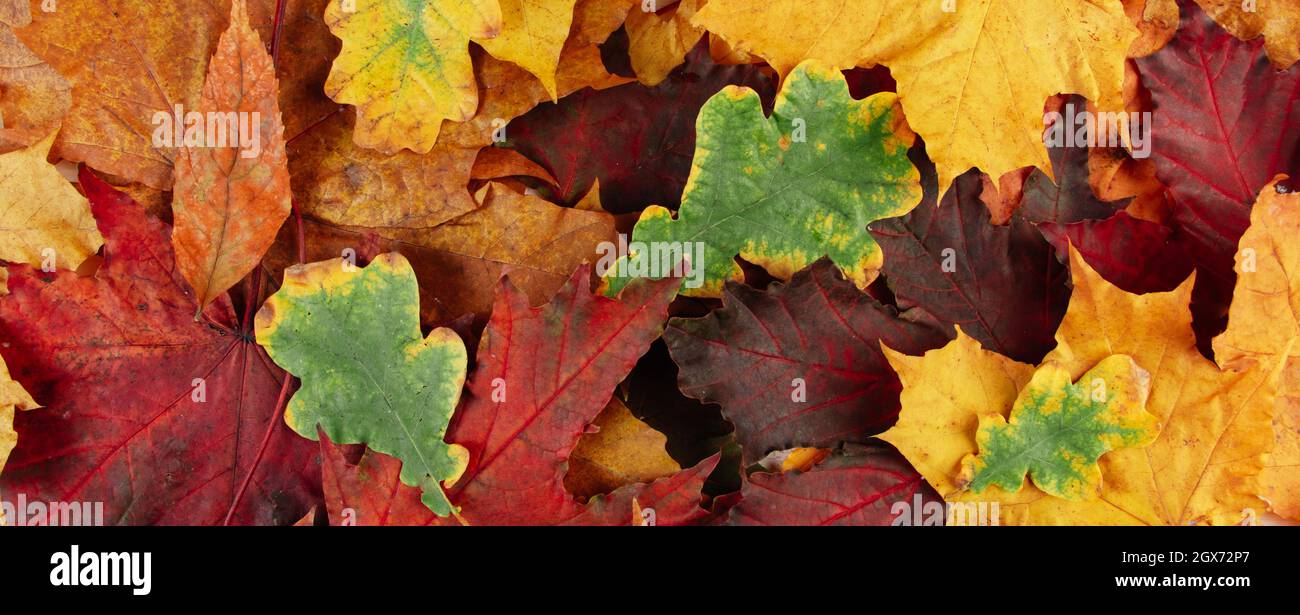 Magnifique fond de feuilles d'automne déchue multicolores. Format de bannière Banque D'Images