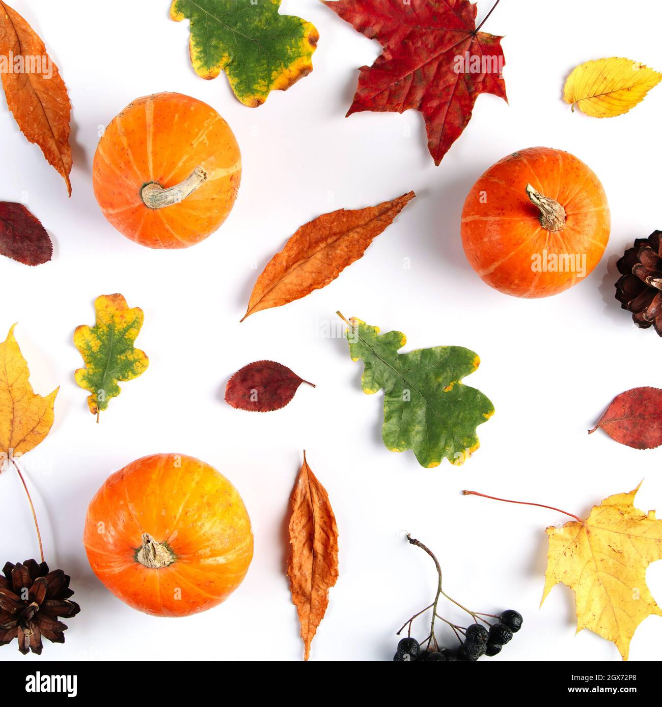 Arrière-plan d'automne des feuilles, des baies et des citrouilles. Composition saisonnière colorée sur fond blanc. Banque D'Images