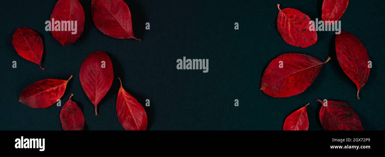 Arrière-plan d'automne de feuilles rouges brillantes sur fond noir. Format de bannière. Banque D'Images