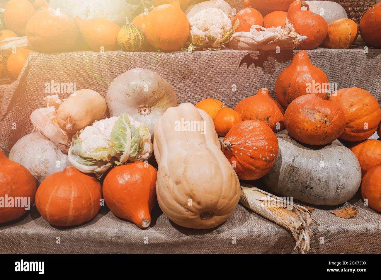 Citrouilles fraîches sur le marché agricole à la campagne. Symbole de la moisson, de l'halloween et de l'action de grâce. Légumes mûrs sur les étagères à vendre. Banque D'Images