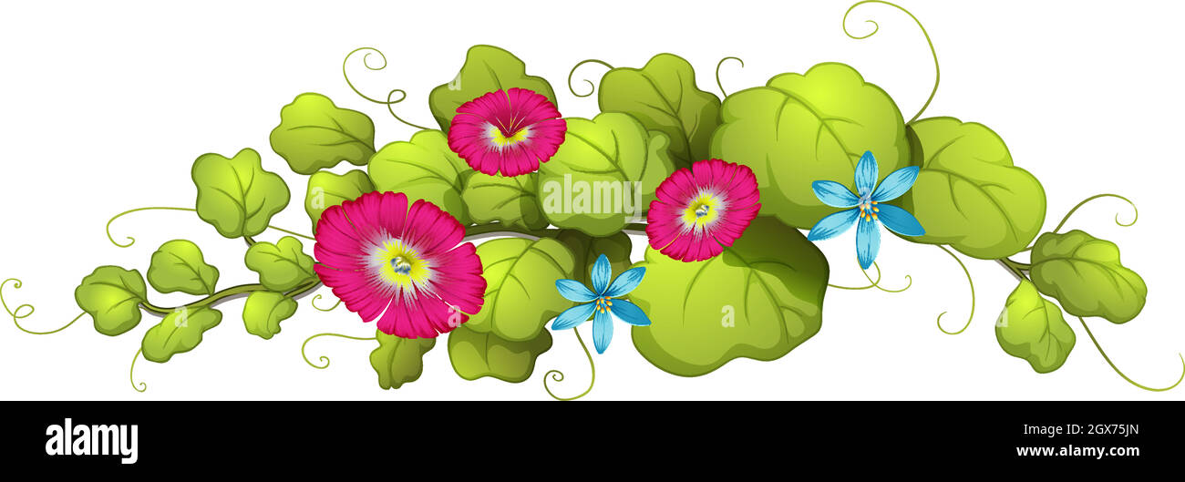 Plante de vigne aux fleurs bleues et roses carnation Illustration de Vecteur
