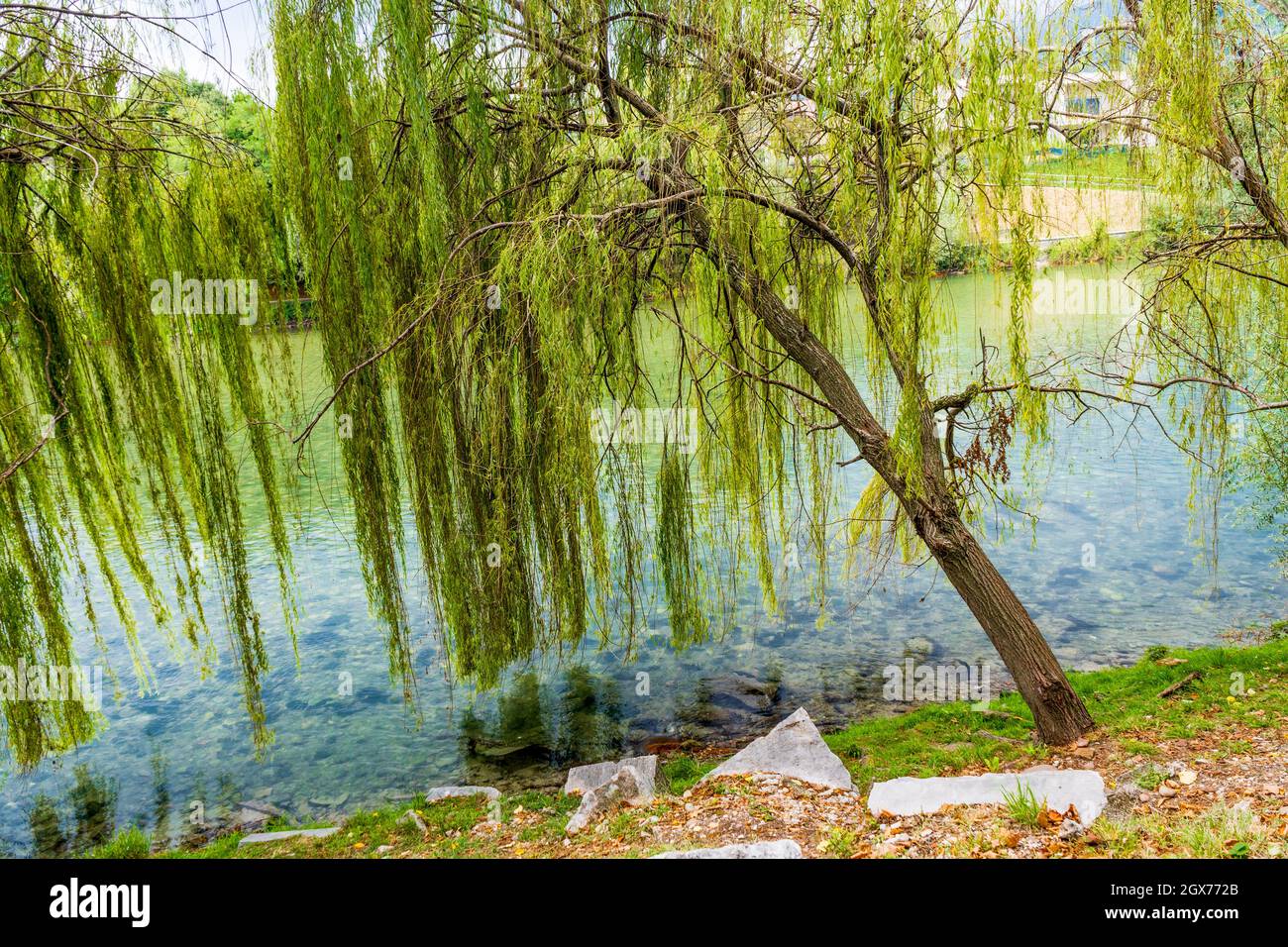 A Salix babylonica (saule de Babylone ou saule pleurant) le long de la rivière Brenta à Bassano del Grappa, province de Vicenza, région de Vénétie, Italie du Nord Banque D'Images