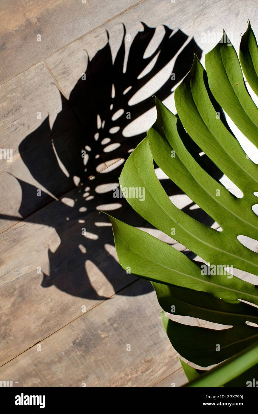 Une ombre de feuilles de Monstera au sol Photo Stock - Alamy