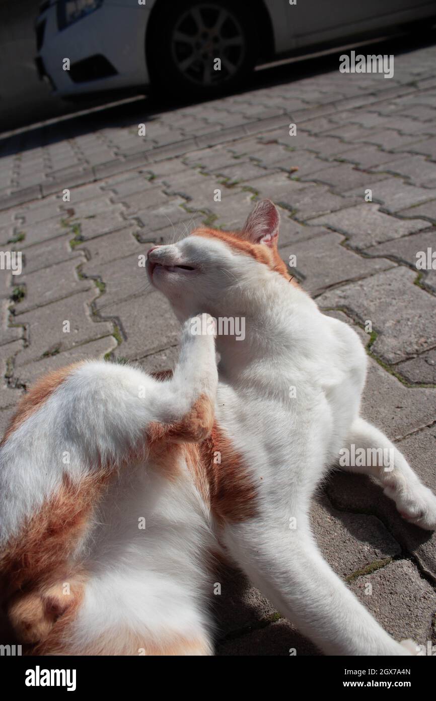 Chat orange se grattant. Itching Cat. Banque D'Images