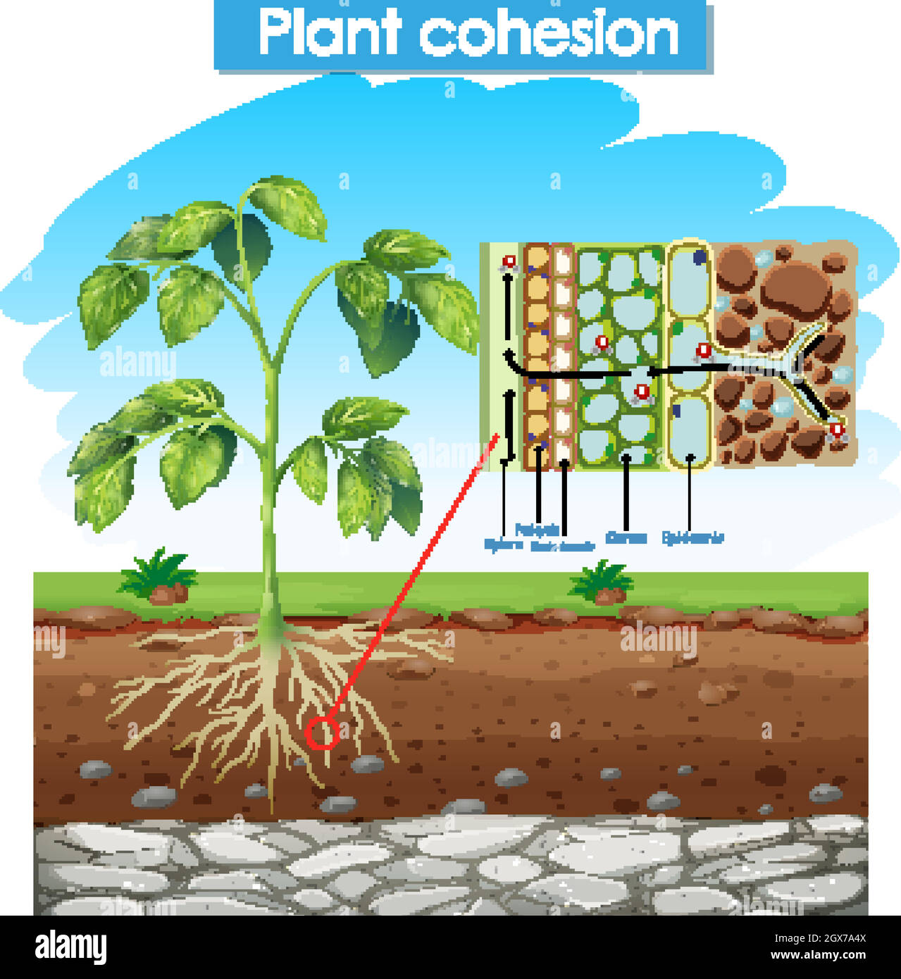 Schéma de la cohésion des plantes Illustration de Vecteur
