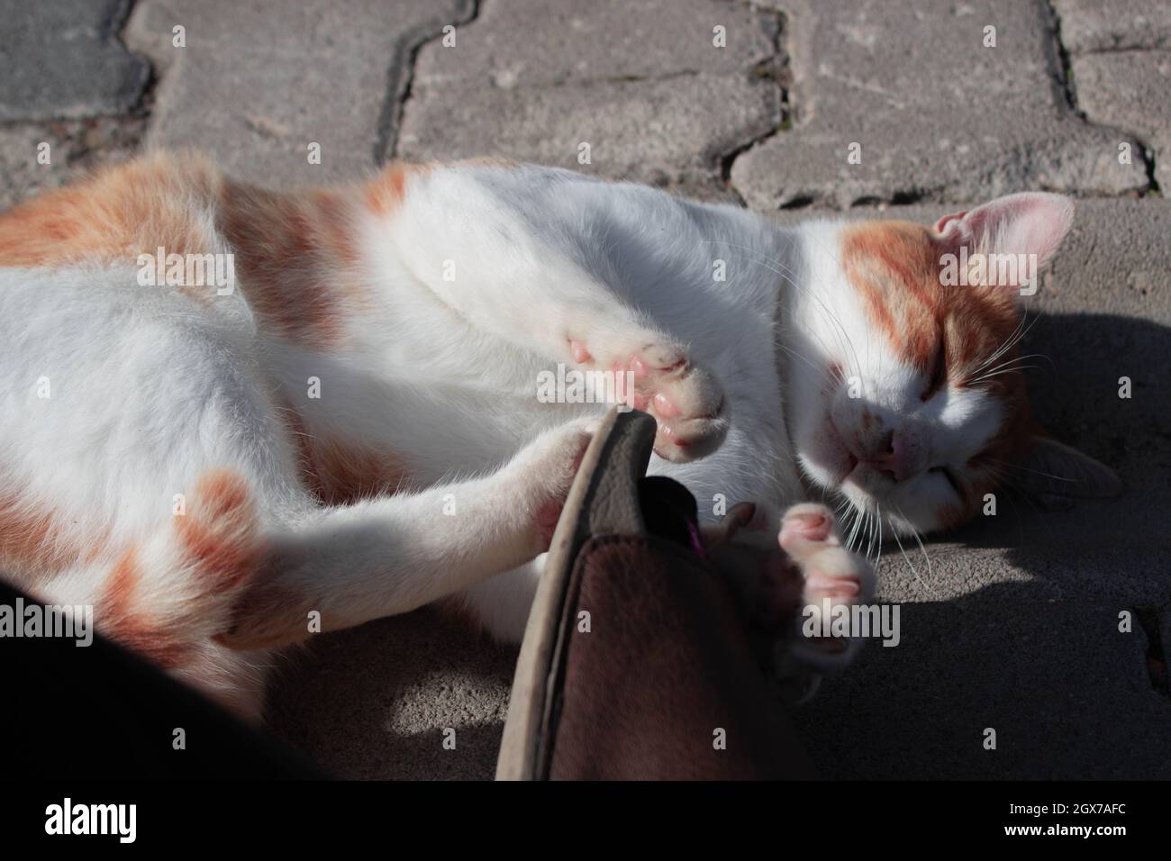 Chat orange mignon posé sur le sol et essayant d'attirer l'attention. Bel animal errant Banque D'Images