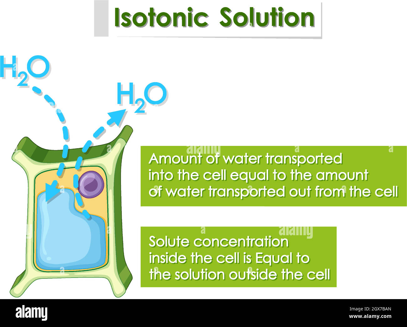 Schéma montrant la solution isotonique Illustration de Vecteur