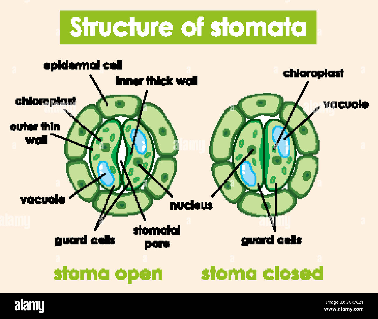 Schéma montrant la structure des stomates Illustration de Vecteur