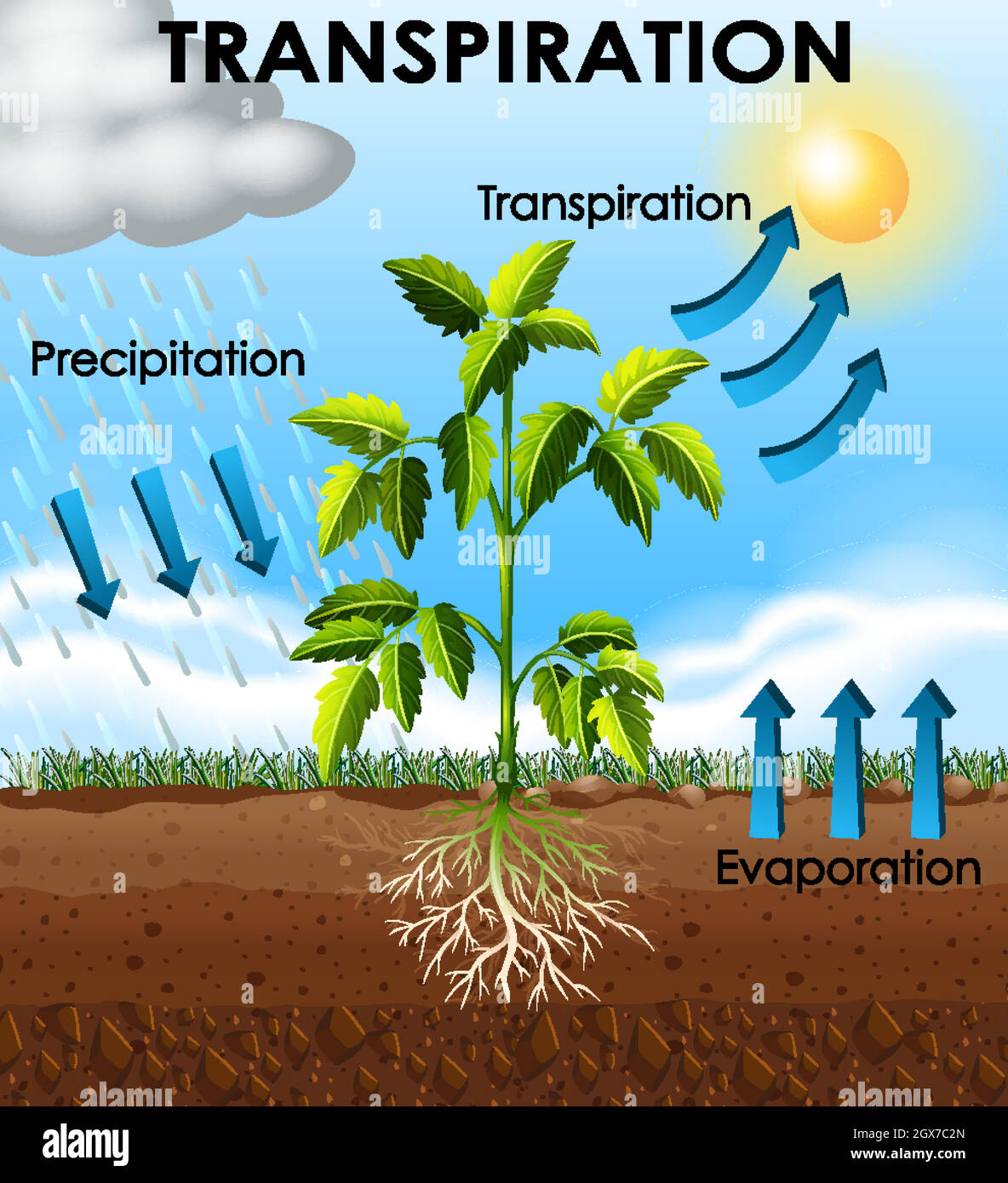 Schéma montrant la transpiration de la plante Illustration de Vecteur
