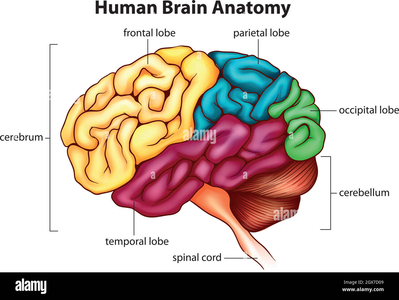 Le cerveau humain Illustration de Vecteur