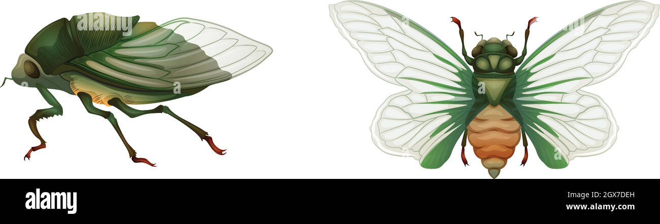 Épicier vert Illustration de Vecteur