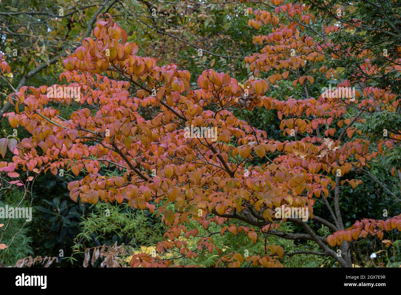Cornus kousa Miss Satomi montrant le feuillage d'automne Banque D'Images