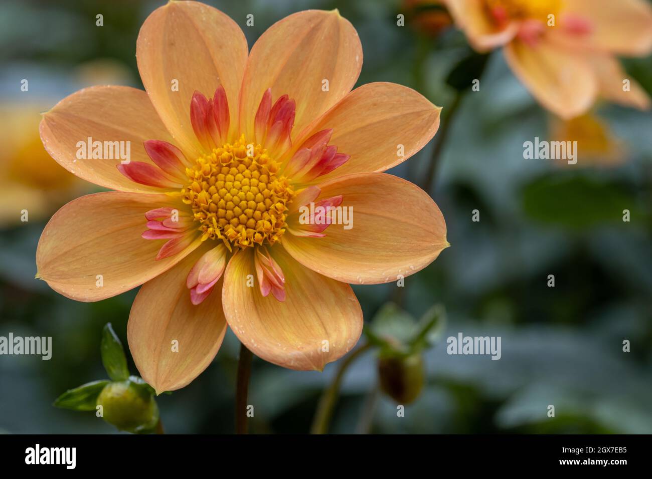 Gros plan de Dahlia Kelseys Annie Joy fleur à la fin de l'été Banque D'Images