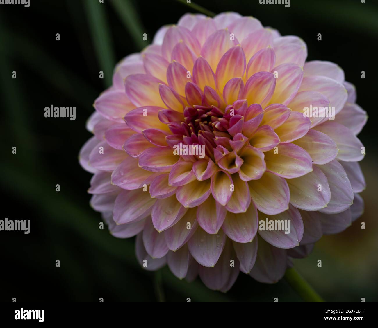 Gros plan sur la fleur de Dahlia Pink Runner à la fin de l'été Banque D'Images