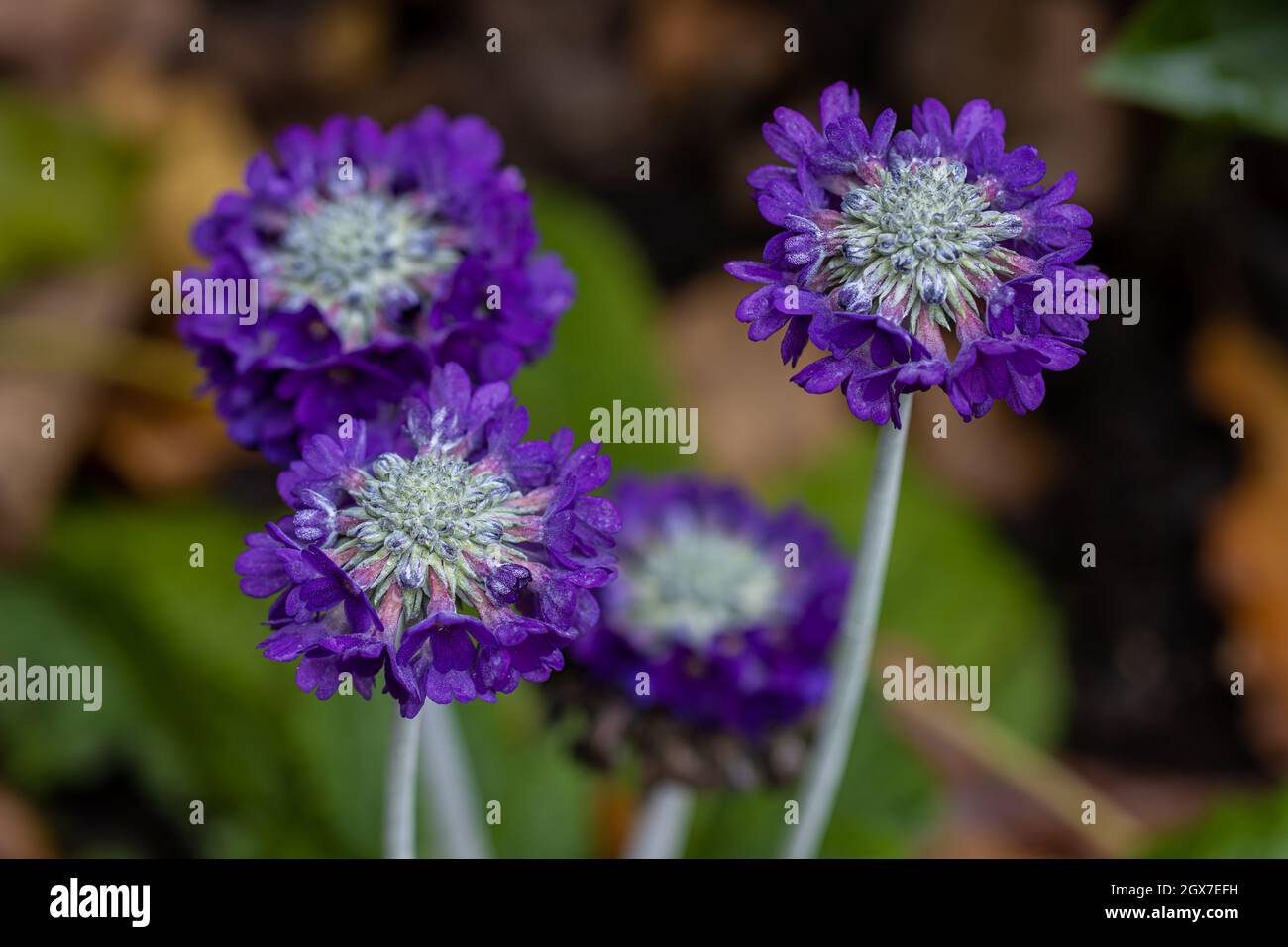 Ensemble de fleurs de Primula capitata à l'automne Banque D'Images