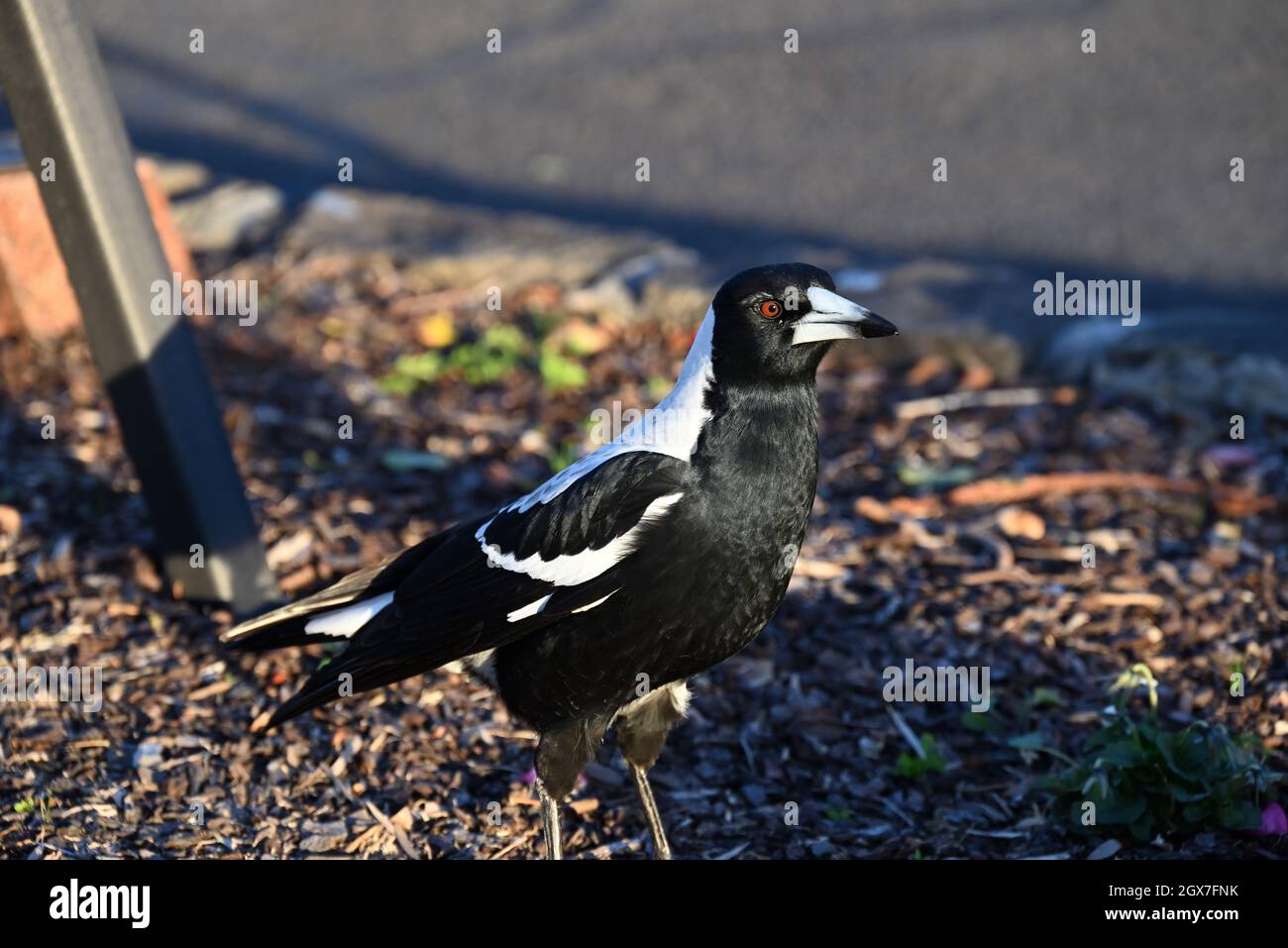Magpie australienne debout au milieu d'un lit de jardin, son œil éclairé par le soleil couchant Banque D'Images