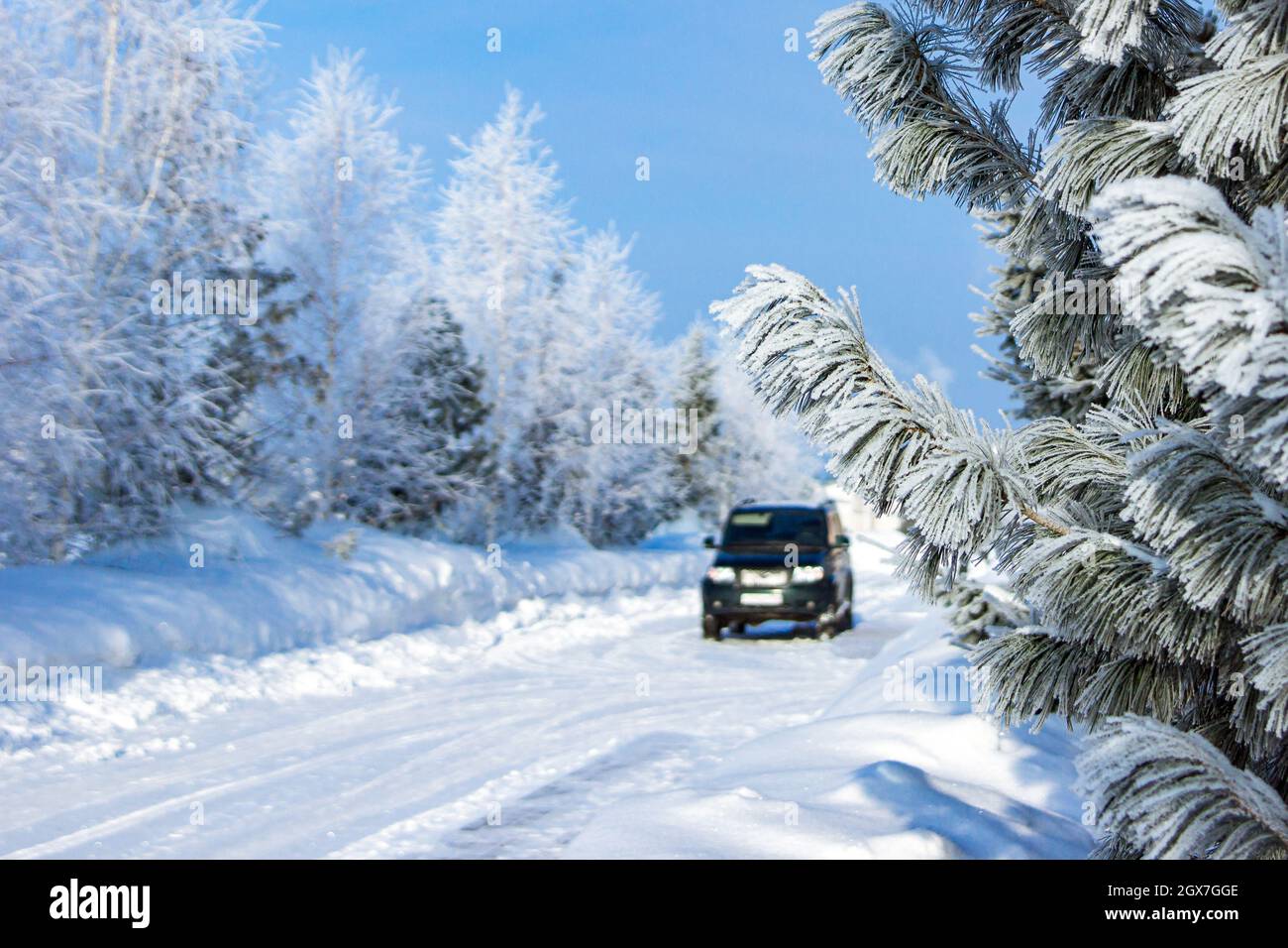 branches de pin ou de cèdre couvertes de gel de gel sévère sur le fond d'une voiture debout dans la distance et beaucoup de neige, focau sélectif Banque D'Images
