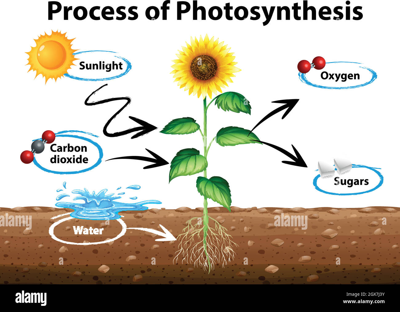 Diagramme montrant le tournesol et le processus de photosynthèse Illustration de Vecteur