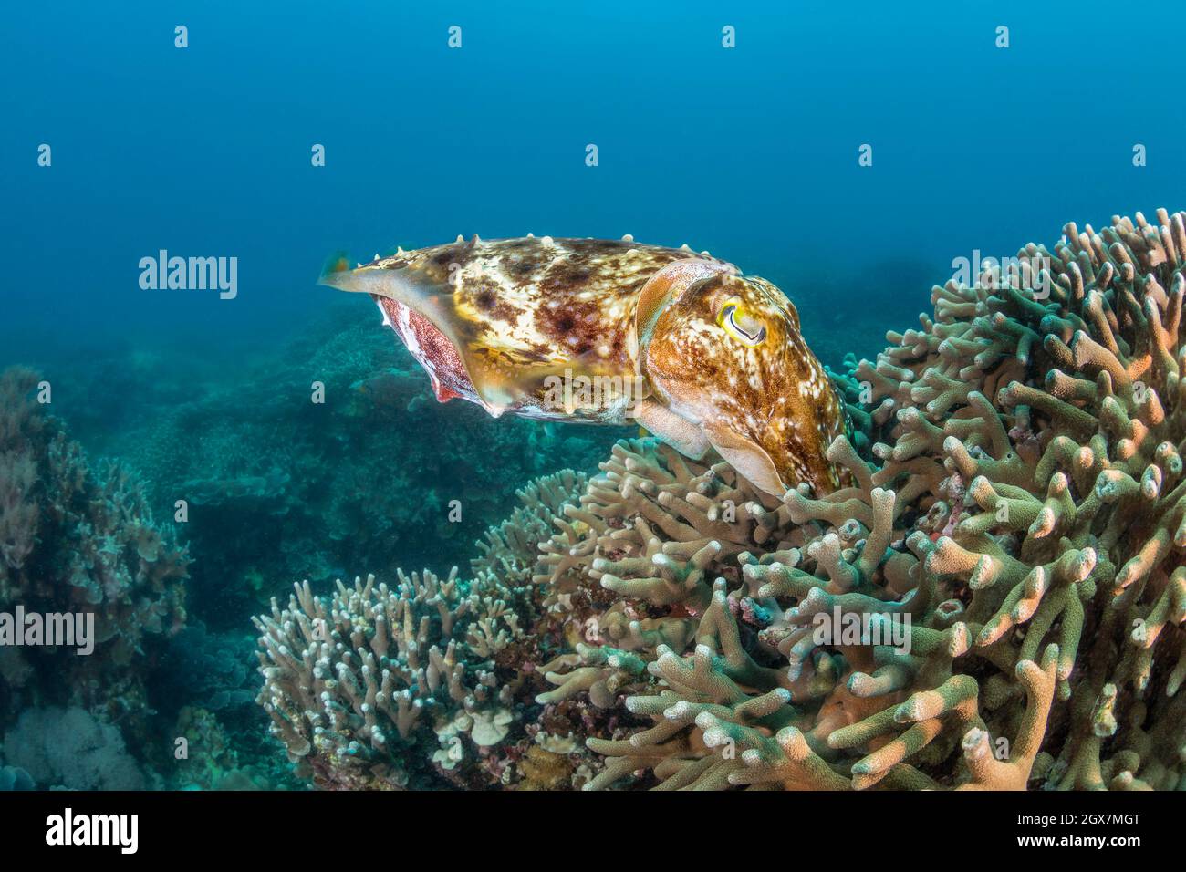 Cette femelle de seiche de grand club, Sepia latimanus, dépose un oeuf dans le doigt de corail, Philippines, Asie. Banque D'Images