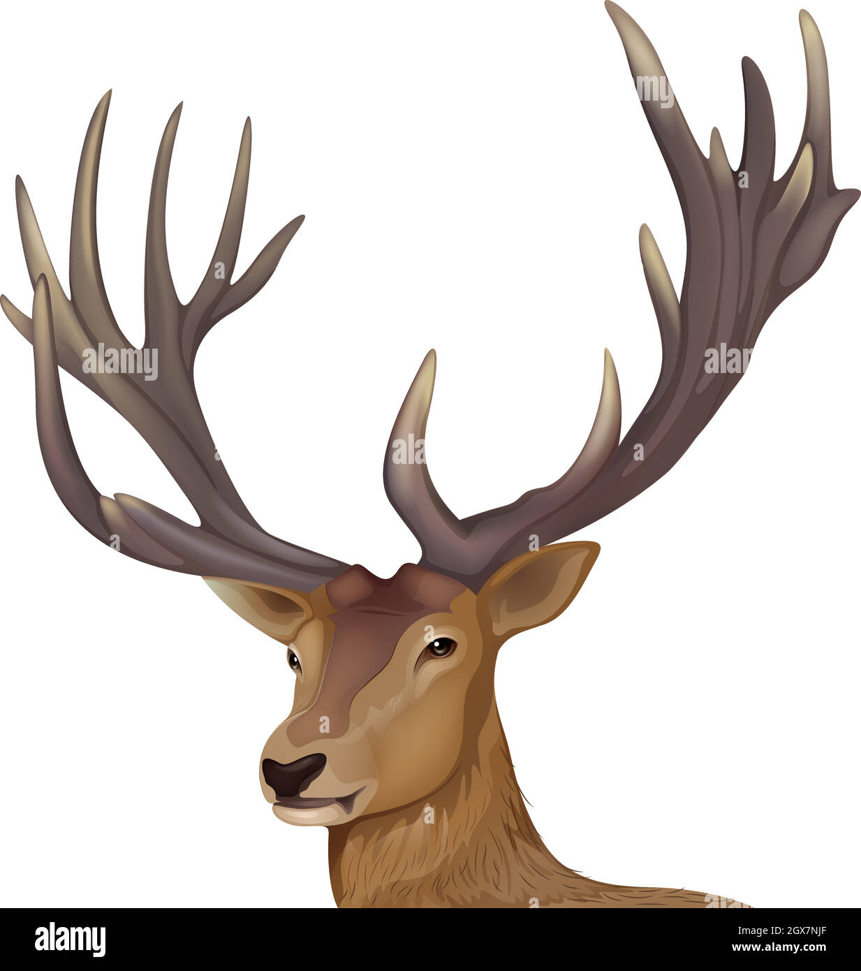 Un cerf mâle Illustration de Vecteur