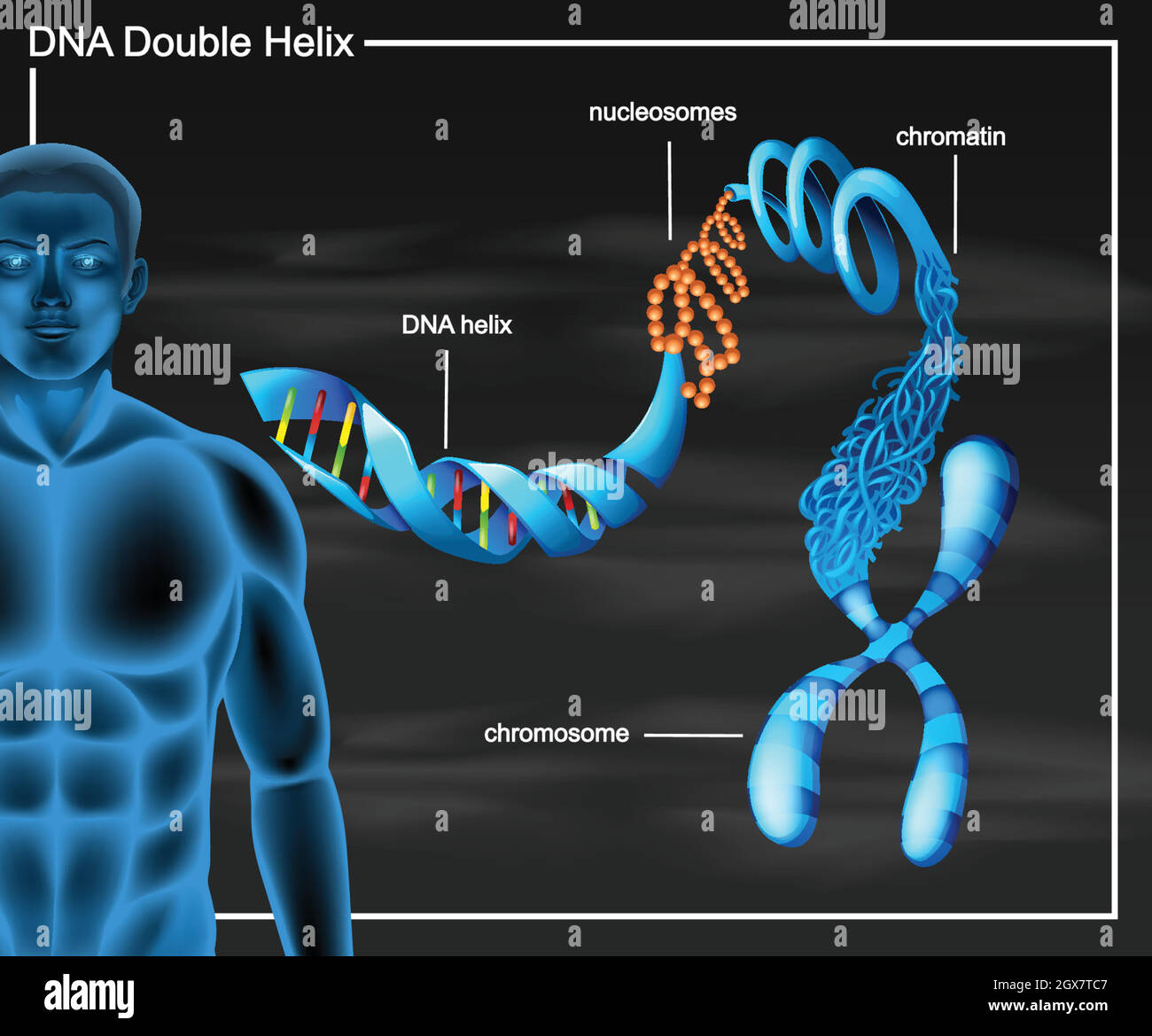Schéma de double hélice d'ADN Illustration de Vecteur