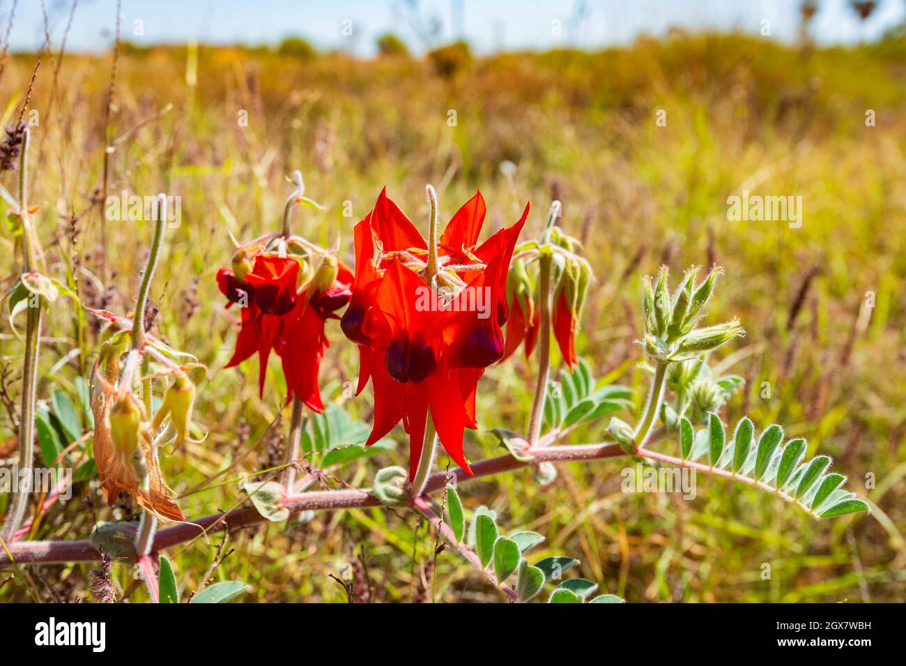 Sturt's Desert Peas (Swainsona formosa) en pleine floraison dans le Pilbara au printemps, Australie occidentale, Australie occidentale, Australie occidentale Banque D'Images