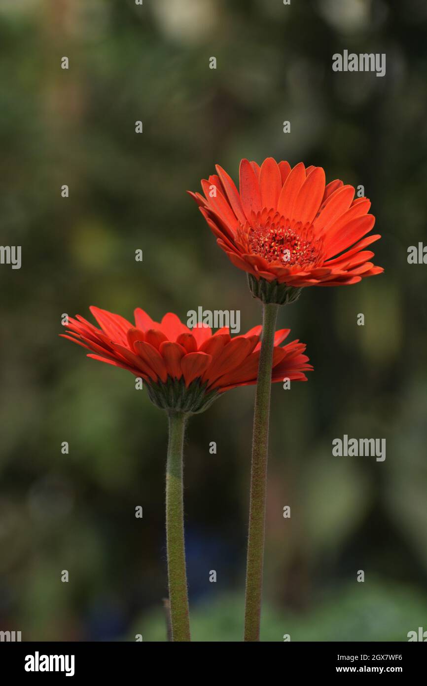 Gerbera fleurs photo Banque D'Images