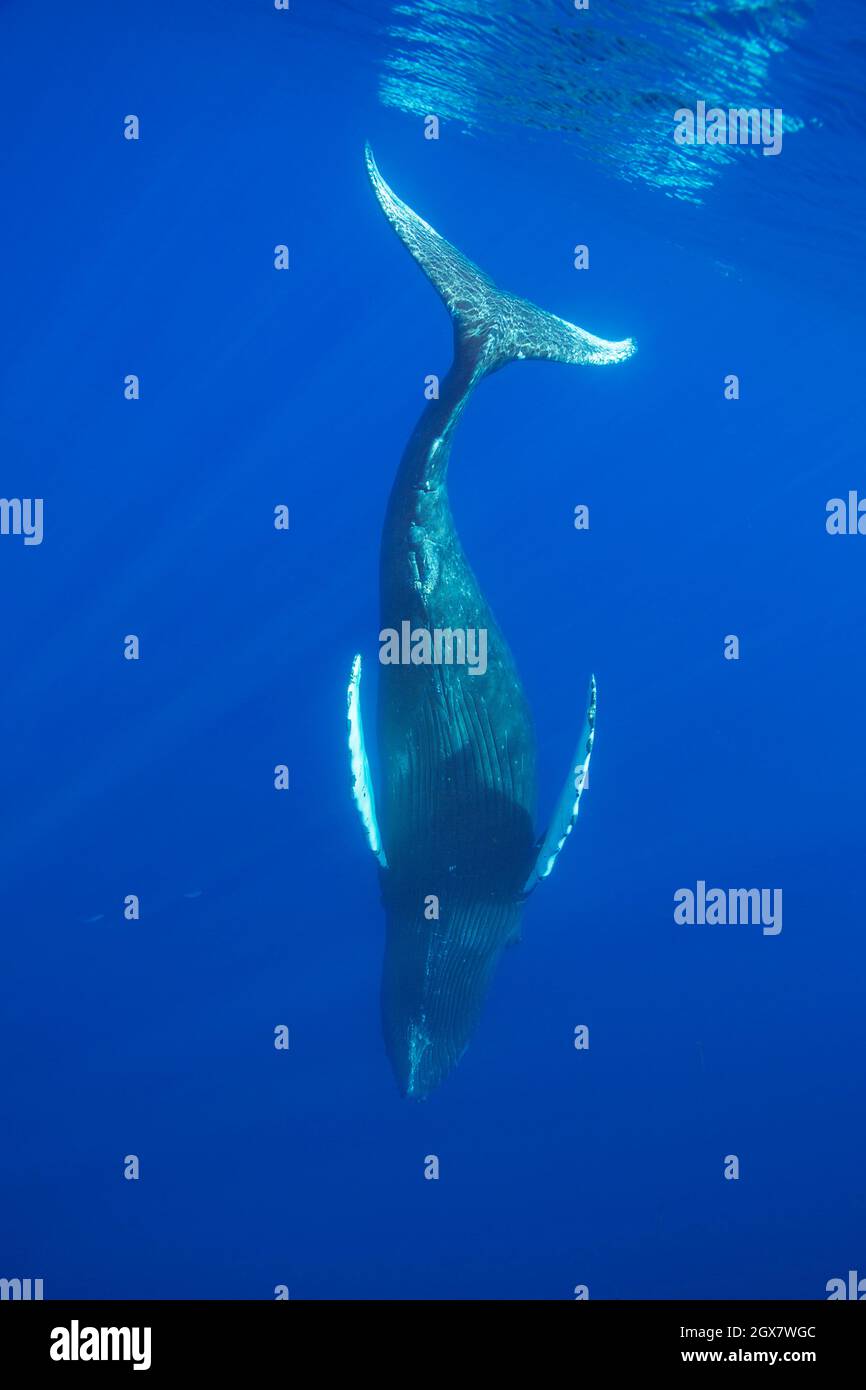 Une baleine à bosse, Megaptera novaeangliae, fait une plongée dans l'océan Pacifique au large d'Hawaï. Banque D'Images