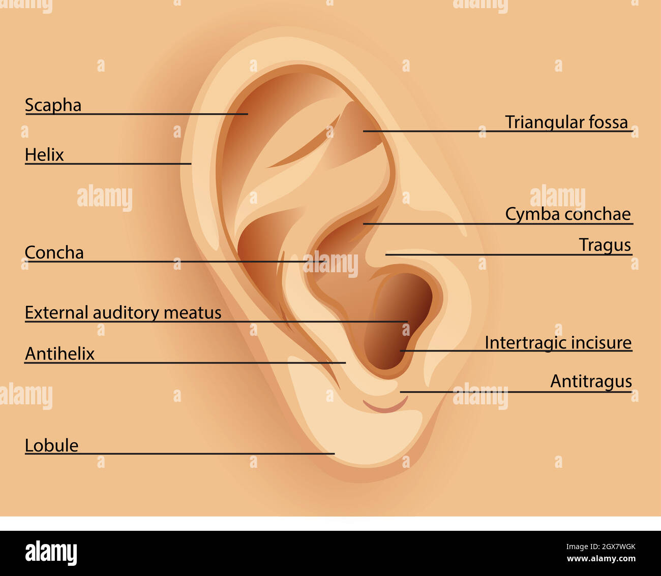Schéma de l'oreille Illustration de Vecteur