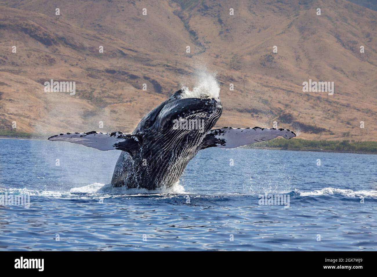 Baleine à bosse de braconnage, Megaptera novaeangliae, avec nageoires pectorales allongées, Hawaï. Banque D'Images
