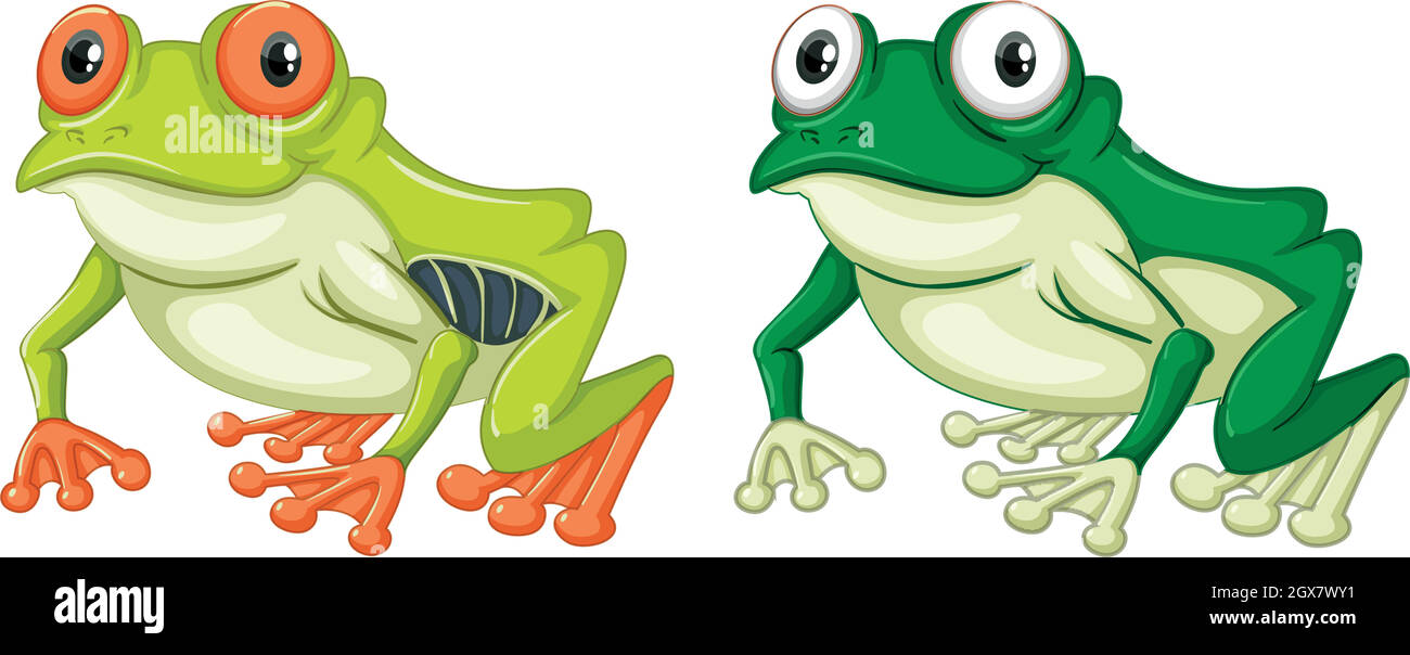 Deux grenouilles vertes sur fond blanc Illustration de Vecteur