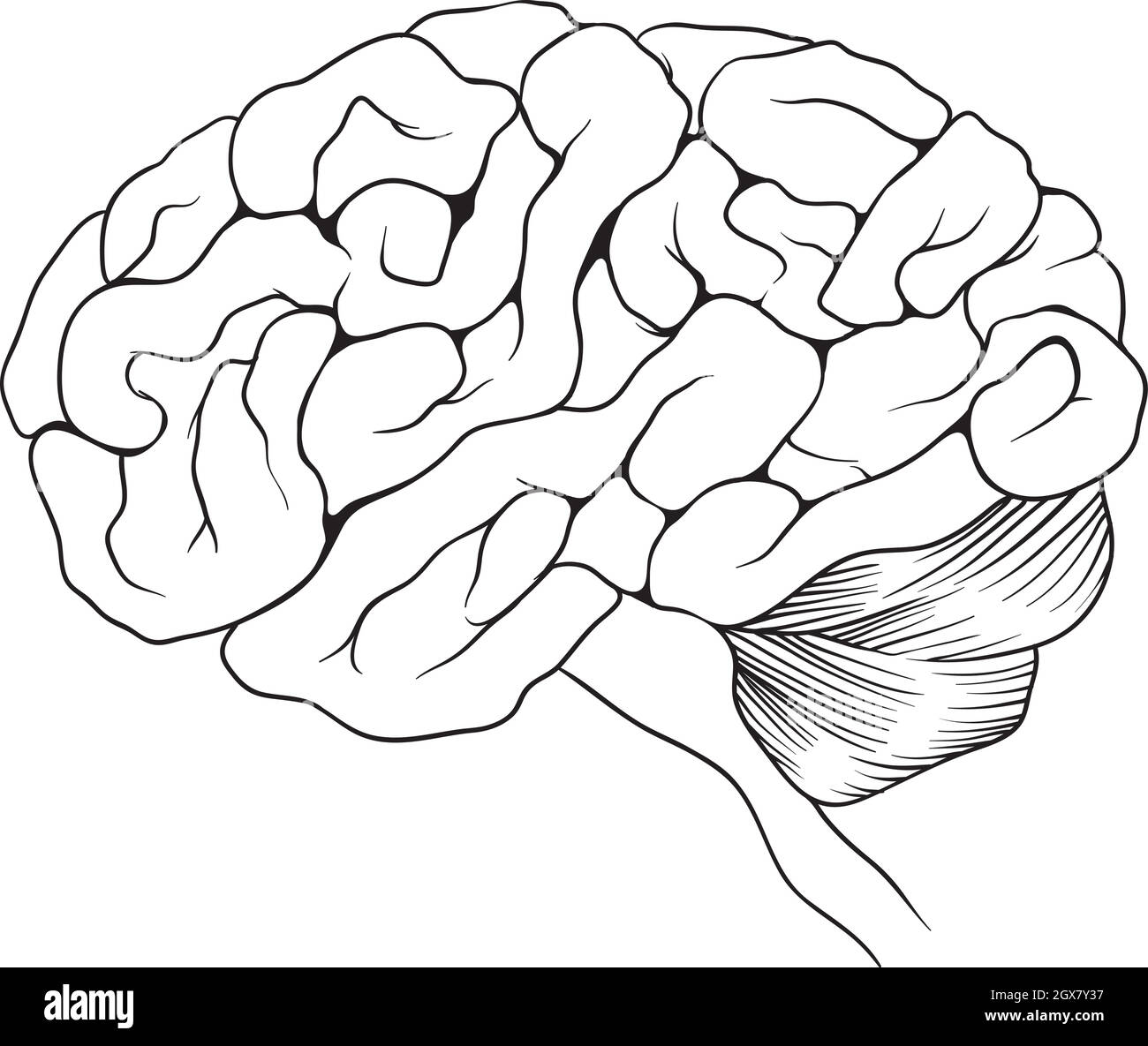 Le cerveau humain Illustration de Vecteur