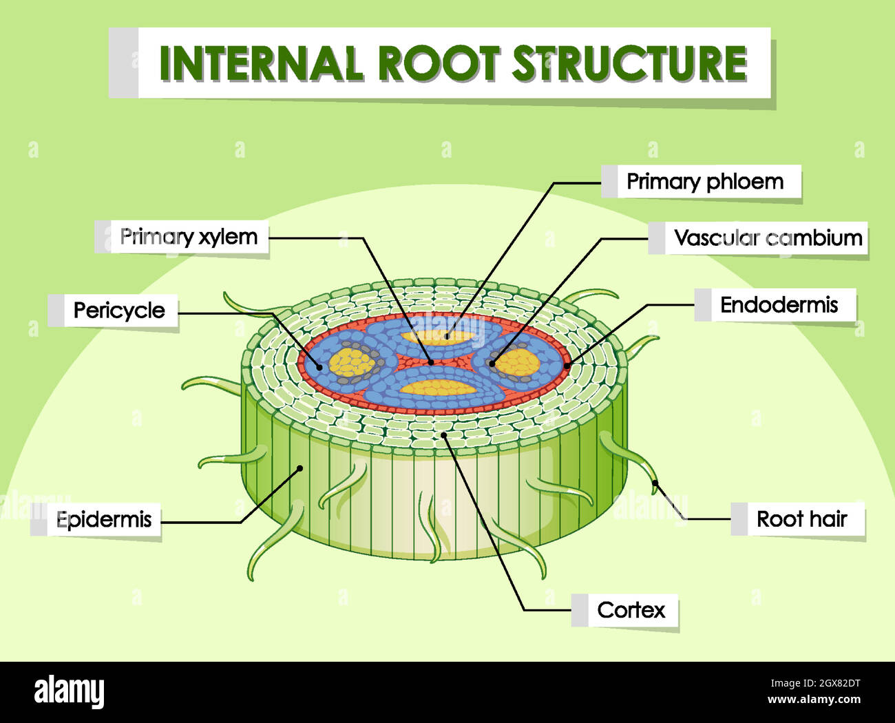 Schéma montrant la structure racine interne Illustration de Vecteur